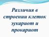 Различия в строении клеток эукариот и прокариот