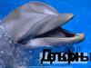 Дельфины