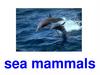 Sea mammals