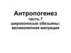 Антропогенез. Широконосые обезьяны: великолепная миграция. (часть 7)