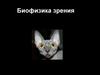 Биофизика зрения
