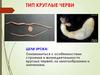 Тип круглые черви