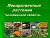 Лекарственные растения Челябинской области