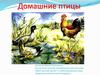 Домашние птицы. Загадки