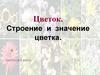Цветок. Строение и значение цветка. 6 класс. Часть 1