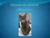 Кошка по имени «Мышка»