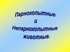 Парнокопытные и непарнокопытные животные