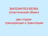 Биосинтез белка