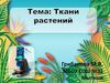 Ткани растений