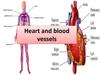 Heart and blood vessels