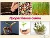 Прорастание семян