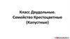 Класс Двудольные. Семейство Крестоцветные (Капустные)