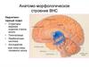 Анатомо-морфологическое строение ВНС