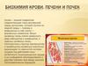 Биохимия крови, печени и почек