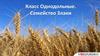 Класс Однодольные. Семейство Злаки