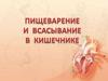 Пищеварение и всасывание в кишечнике