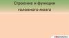 Строение и функции головного мозга