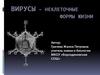 Вирусы – неклеточные формы жизни