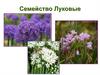 Семейство луковые