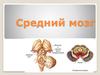 Средний мозг. Строение