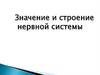 Значение и строение нервной системы