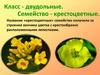 Класс двудольные. Семейство крестоцветные