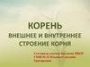 Корень. Внешнее и внутреннее строение корня