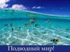 Подводный мир