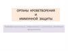 Органы кроветворения и иммунной защиты