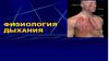 Физиология дыхания