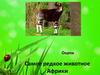 Самое редкое животное Африки - Окапи