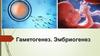 Гаметогенез. Эмбриогенез
