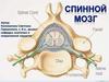 Спиной мозг