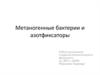 Метаногенные бактерии и азотфиксаторы