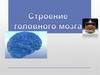 ЦНС. Строение головного мозга