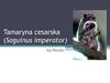 Tamaryna cesarska (Saguinus imperator)