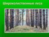 Широколиственные леса