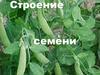 Строение семени