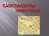Бабезиидозы животных