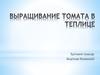 Выращивание томатов в теплице