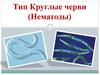 Тип Круглые черви (Нематоды)
