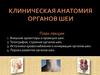 Клиническая анатомия органов шеи