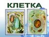 Общее строение клетки