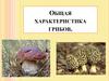 Общая характеристика грибов