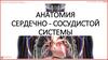 Сердечно-сосудистая система человека