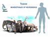 Ткани животных и человека