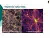 Нервная система