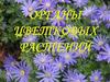 Органы цветковых растений
