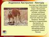 Эндемики Австралии - Кенгуру