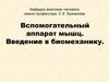 Вспомогательный аппарат мышц. Введение в биомеханику